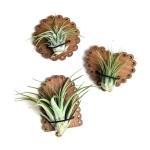 Air Plant Magnet