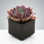 Purple and green succulent in a black square pot