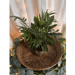 6" Dish Garden