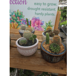 Cactus Garden