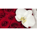 Single orchid flower