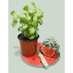 Basil plant and watermelon succulent pot kitchen bundle w/ sunflowers