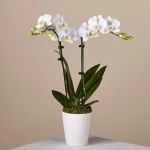 Single Stem Orchid Planter