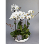 Orchid and Succulent Garden.