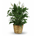 Potted peace lily plant with white blooms in a woven basket