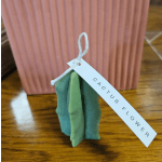 Cactus Candle - Tall
