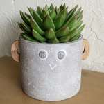 Potted green succulent in a gray face planter with wooden ears