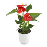 Anthurium