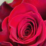 Close-up of a deep pink rose bloom