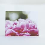 Close-up of pink peony-like blooms on a card or print