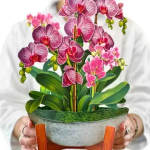 Potted arrangement of pink orchids in a gray container