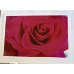Close-up of a deep pink rose bloom