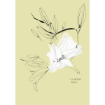 Botanical illustration of white lilies on a pale yellow background