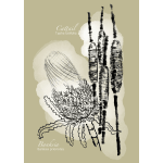 Botanical illustration of cattail and banksia flowers on a beige background