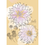 Illustration of two pale dahlia blooms with small bud sketches
