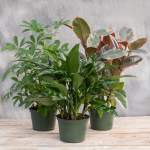 Three potted houseplants with varied green and variegated leaves