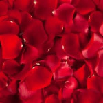 Close-up of densely packed red rose petals