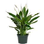 Peace Lily