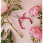 Pink peonies with pink pruning shears on a pale pink background