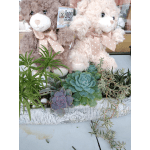 Two teddy bears sit in a succulent planter with a birch-look container.