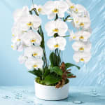 Grand Elegance 5-Stem Silk Orchid Arrangement