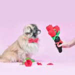 Small dog wearing a red bow beside a hand holding red roses