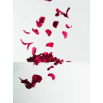 Scattered red rose petals on a white background