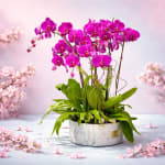 Royal Fuchsia Silk Orchid Garden – Luxury Artificial Orchid Arrangement
