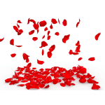 Scattered red rose petals on a white background