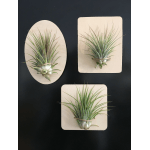 Three mounted air plants on cream plaques against a dark background