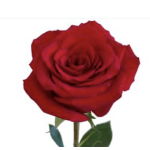 rosas