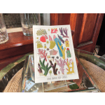 Great Barrier Reef Corals Card No.1