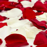 Red and white rose petals scattered in a close-up view