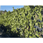 Grape vines with clusters of dark grapes hanging in sunlight