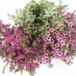 Pink and white clustered flowers in a dense bouquet