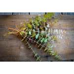 Small Fresh Eucalyptus