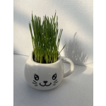 Small green plant in a white cat-face mug