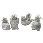 Animal Air Plant