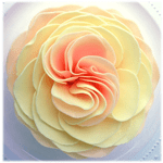 Single pale peach and yellow layered flower on a white background