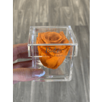 Single orange rose in a clear acrylic box