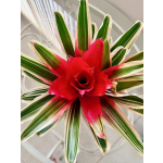 Bromeliad~a beautiful tropical plant that brings long-lasting color and texture to any space!