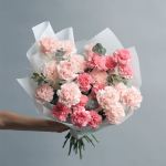 Pink Velvet Melody
