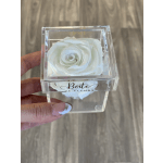 White rose in a clear acrylic box