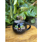 Black Cat