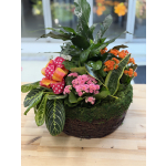 Mixed potted floral arrangement with pink blooms in a wicker basket