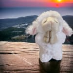Plush white lamb toy standing on a wooden surface
