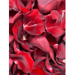 Close-up of deep red rose petals filling the frame
