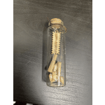 Glass bottle with seashells and rolled paper scrolls inside