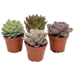 Succulent Plant 2.5" pot