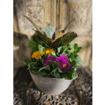 Potted primrose plant with purple and yellow flowers in a gray planter